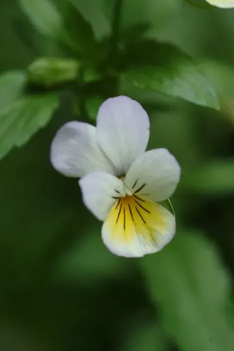 Framed Print : Viola tricolor, wild pansy Framed Print : Viola tricolor, wild pansy