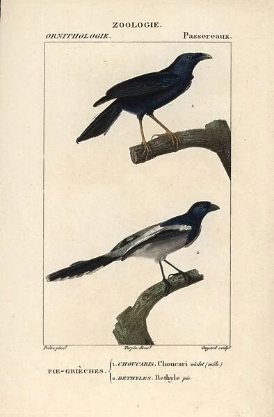 Violaceous crow, Corvus violaceus, and magpie