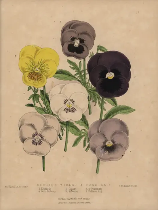 Framed Print : Violas and pansies: Eyebright, Canary, In Memoriam Framed Print : Violas and pansies: Eyebright, Canary, In Memoriam