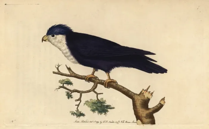 Framed Print : Violet or blue lorikeet, Vini peruviana
