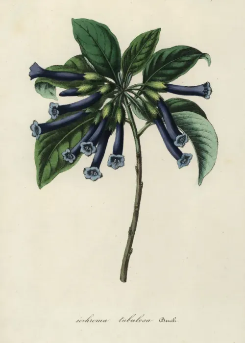 Framed Print : Violet churcu, Iochroma cyaneum Framed Print : Violet churcu, Iochroma cyaneum