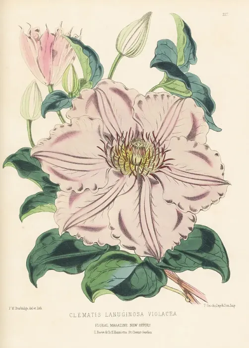 Framed Print : Violet clematis hybrid, Clematis lanuginosa Framed Print : Violet clematis hybrid, Clematis lanuginosa