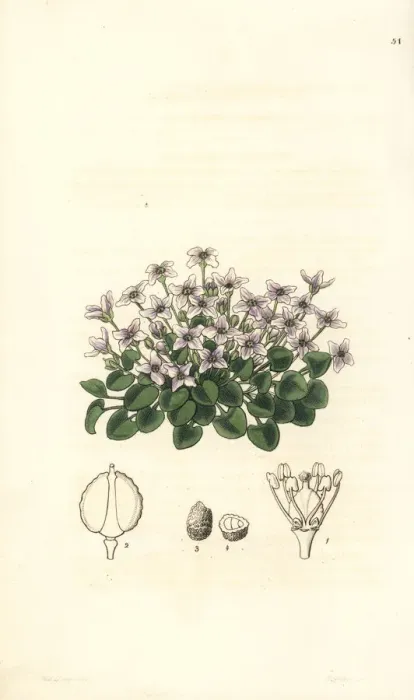 Framed Print : Violet cress, Cochlearia acaulis Framed Print : Violet cress, Cochlearia acaulis