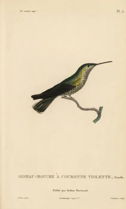 Framed Print : Violet-crowned hummingbird, Amazilia violiceps, female Framed Print : Violet-crowned hummingbird, Amazilia violiceps, female