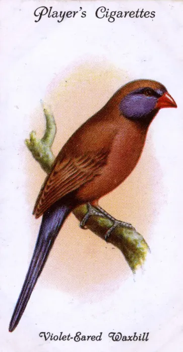 Framed Print : Violet-Eared Waxbill Framed Print : Violet-Eared Waxbill
