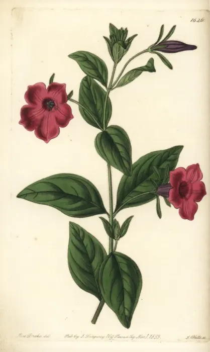 Framed Print : Violet-flowered petunia, Petunia integrifolia Framed Print : Violet-flowered petunia, Petunia integrifolia