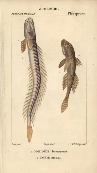 Framed Print : Violet goby or Broussonets goby, Gobioides Framed Print : Violet goby or Broussonets goby, Gobioides