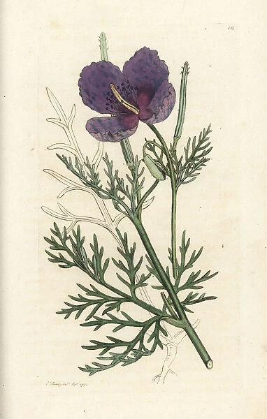 Violet horned poppy, Roemeria hybrida