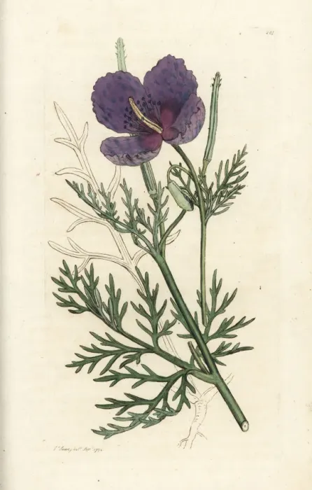 Framed Print : Violet horned poppy, Roemeria hybrida Framed Print : Violet horned poppy, Roemeria hybrida