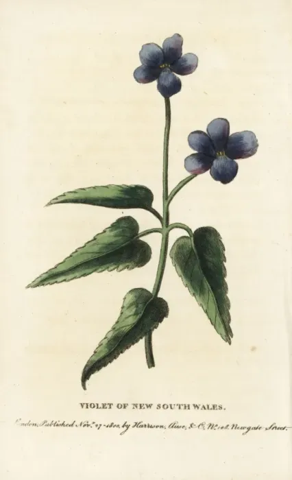 Framed Print : Violet of New South Wales, Viola species Framed Print : Violet of New South Wales, Viola species