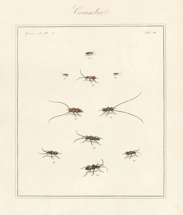 Framed Print : Violet tanbark, timberman, longhorn beetles, etc Framed Print : Violet tanbark, timberman, longhorn beetles, etc