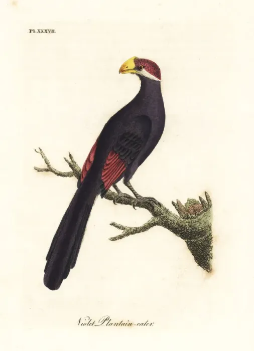 Framed Print : Violet turaco, Musophaga violacea Framed Print : Violet turaco, Musophaga violacea