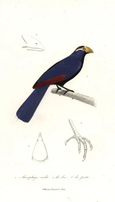 Framed Print : Violet turaco, Musophaga violacea Framed Print : Violet turaco, Musophaga violacea