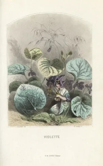 Framed Print : Violet, Viola odorata, flower fairies kneeling Framed Print : Violet, Viola odorata, flower fairies kneeling