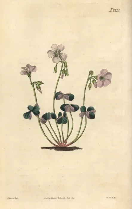 Framed Print : Violet wood-sorrel, Oxalis violacea Framed Print : Violet wood-sorrel, Oxalis violacea