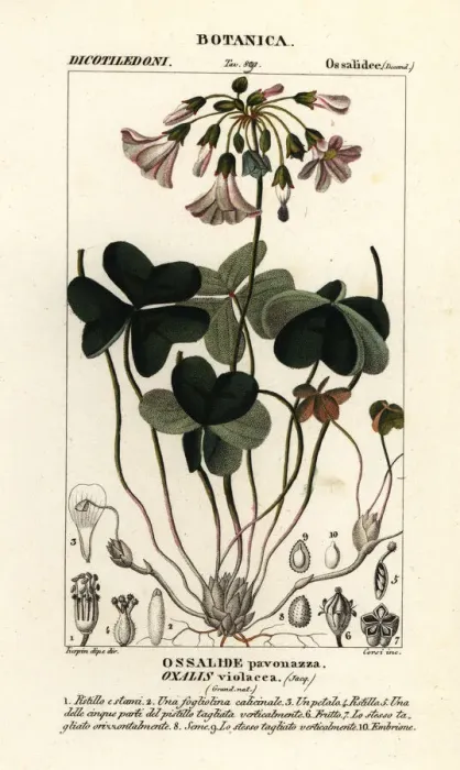 Framed Print : Violet wood-sorrel, Oxalis violacea Framed Print : Violet wood-sorrel, Oxalis violacea