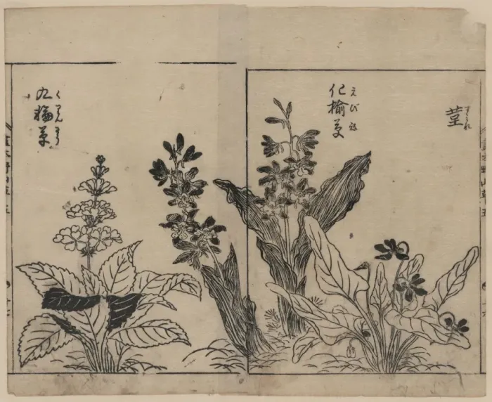 Framed Print : Violets, arrow arum(?), and primrose Framed Print : Violets, arrow arum(?), and primrose