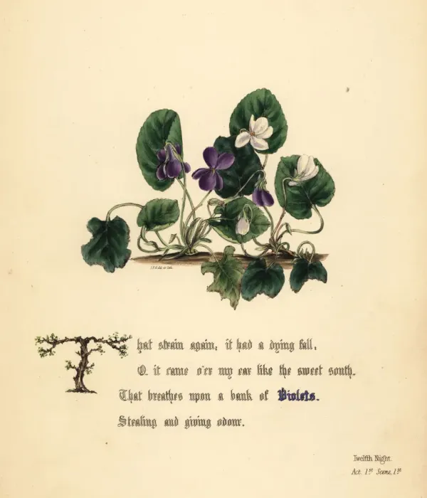Framed Print : Violets (Twelfth Night) Framed Print : Violets (Twelfth Night)