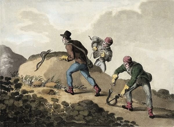 Viper Hunt (19th c. ). Litography