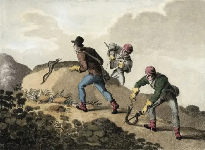 Framed Print : Viper Hunt (19th c. ). Litography Framed Print : Viper Hunt (19th c. ). Litography