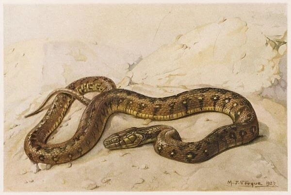 Viperine Grass Snake