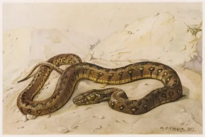 Framed Print : Viperine Grass Snake Framed Print : Viperine Grass Snake