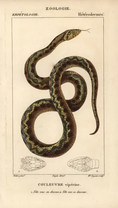 Framed Print : Viperine water snake, Natrix maura Framed Print : Viperine water snake, Natrix maura