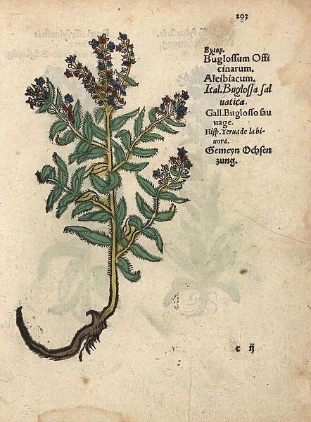 Vipers bugloss, Echium vulgare