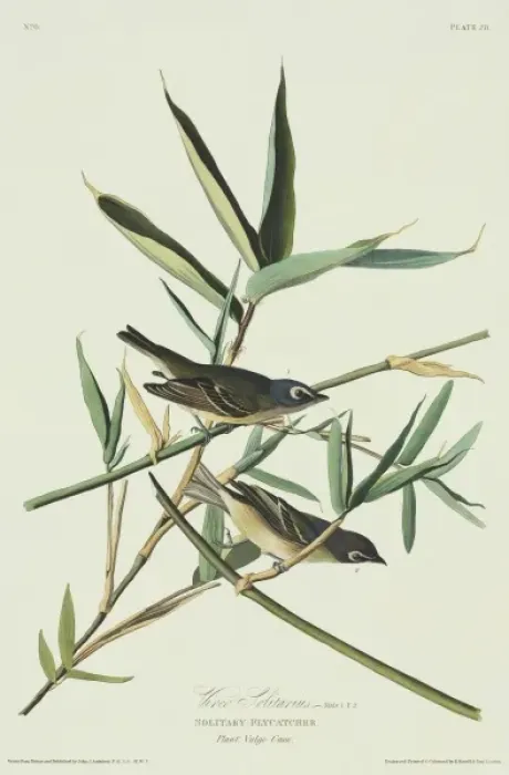 Framed Print : Vireo solitarius, blue-headed vireo Framed Print : Vireo solitarius, blue-headed vireo