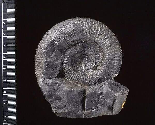 Virgatosphinctes, ammonite