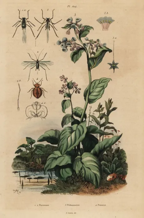 Framed Print : Virginia bluebells, aphids and bedbug Framed Print : Virginia bluebells, aphids and bedbug