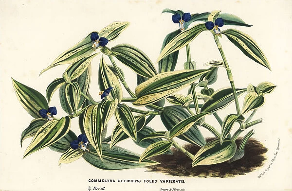 Virginia dayflower, Commelina virginica
