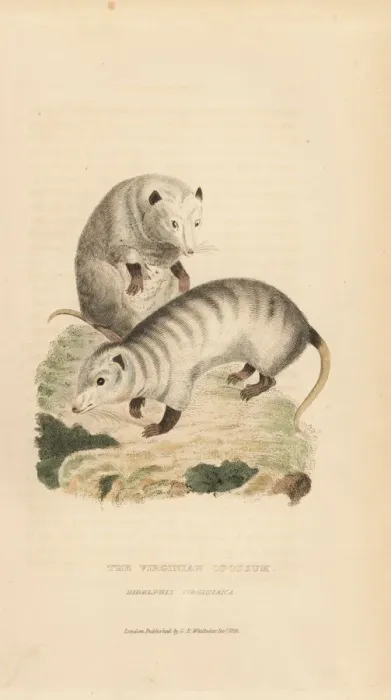 Framed Print : Virginia opossum, Didelphis virginiana Framed Print : Virginia opossum, Didelphis virginiana