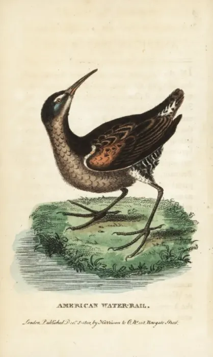 Framed Print : Virginia rail, Rallus limicola Framed Print : Virginia rail, Rallus limicola