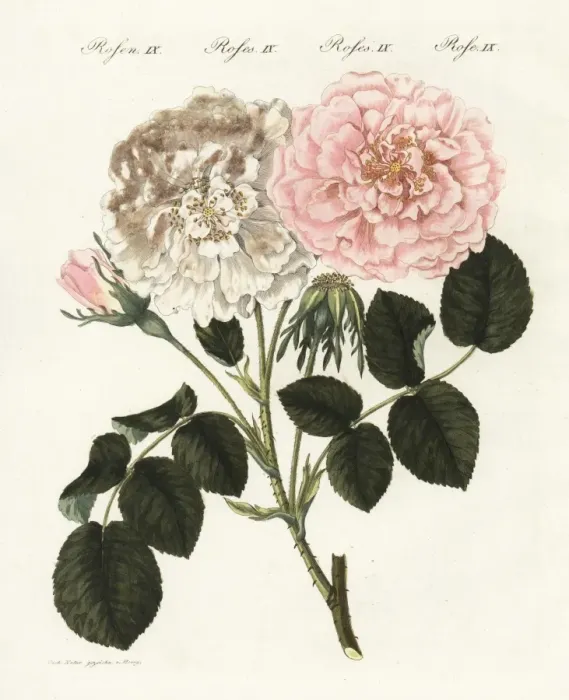 Framed Print : Virginia rose, Rosa gemella Framed Print : Virginia rose, Rosa gemella