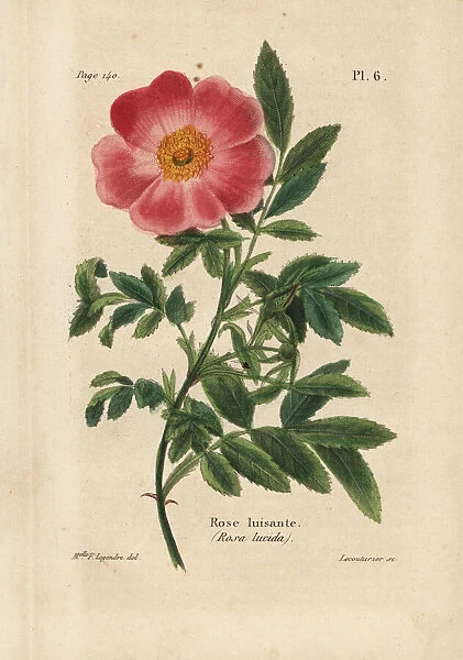Virginia rose, Rosa lucida