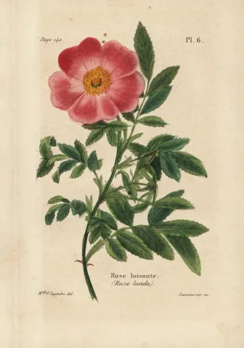 Framed Print : Virginia rose, Rosa lucida Framed Print : Virginia rose, Rosa lucida