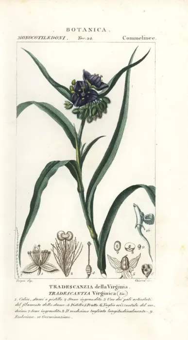 Framed Print : Virginia spiderwort, Tradescantia virginiana Framed Print : Virginia spiderwort, Tradescantia virginiana
