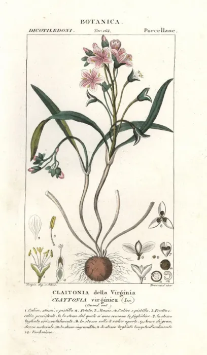 Framed Print : Virginia springbeauty, Claytonia virginica Framed Print : Virginia springbeauty, Claytonia virginica