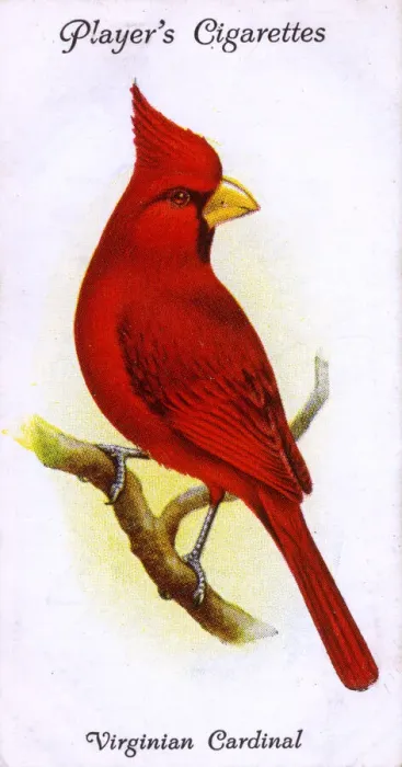 Framed Print : Virginian Cardinal Framed Print : Virginian Cardinal