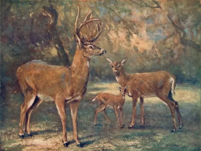 Framed Print : Virginian Deer / Wild Bst Framed Print : Virginian Deer / Wild Bst