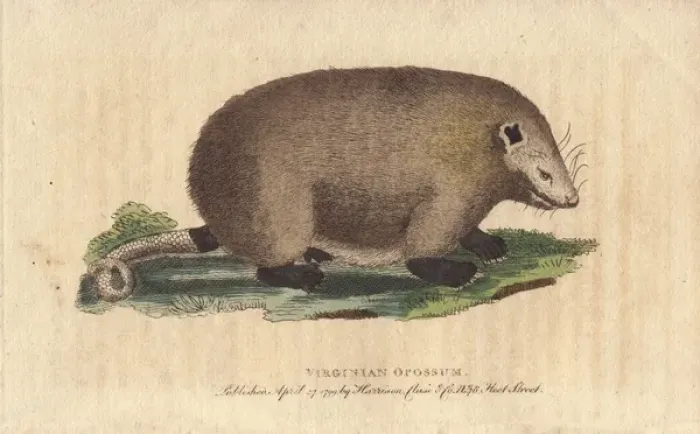 Framed Print : Virginian opossum, Didelphis virginiana Framed Print : Virginian opossum, Didelphis virginiana