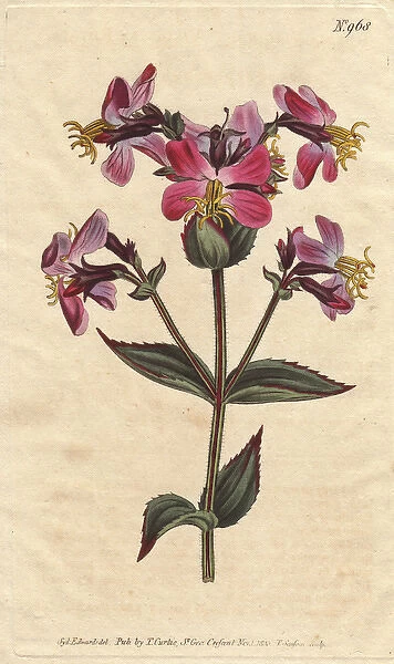 Virginian rhexia, with colorful pink and mauve