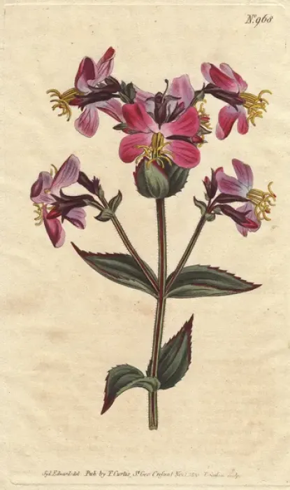 Framed Print : Virginian rhexia, with colorful pink and mauve Framed Print : Virginian rhexia, with colorful pink and mauve