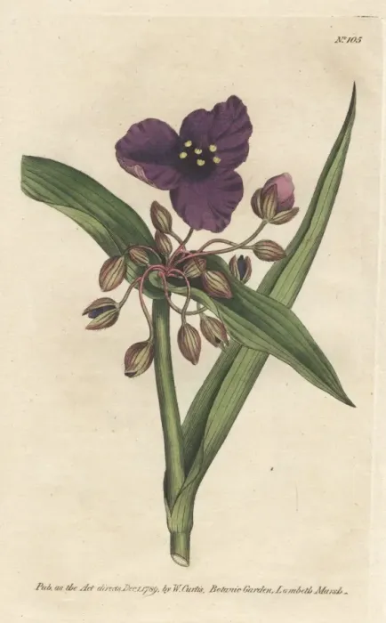 Framed Print : Virginian tradescantia, Tradescantia virginiana Framed Print : Virginian tradescantia, Tradescantia virginiana