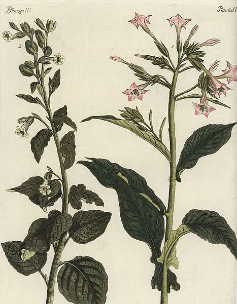Virginian and wild tobacco
