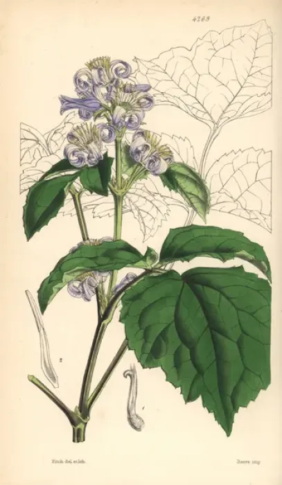 Framed Print : Virgins bower, Clematis tubulosa Framed Print : Virgins bower, Clematis tubulosa