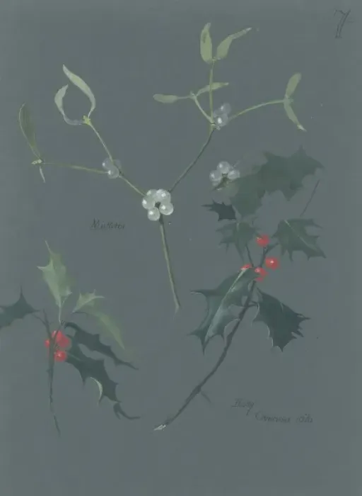 Framed Print : Viscum album, mistletoe & Ilex sp. holly Framed Print : Viscum album, mistletoe & Ilex sp. holly