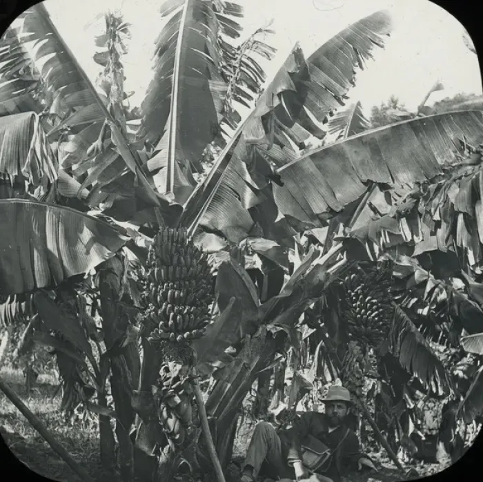 Framed Print : Visit to Madeira - Banana trees and Fruit Framed Print : Visit to Madeira - Banana trees and Fruit