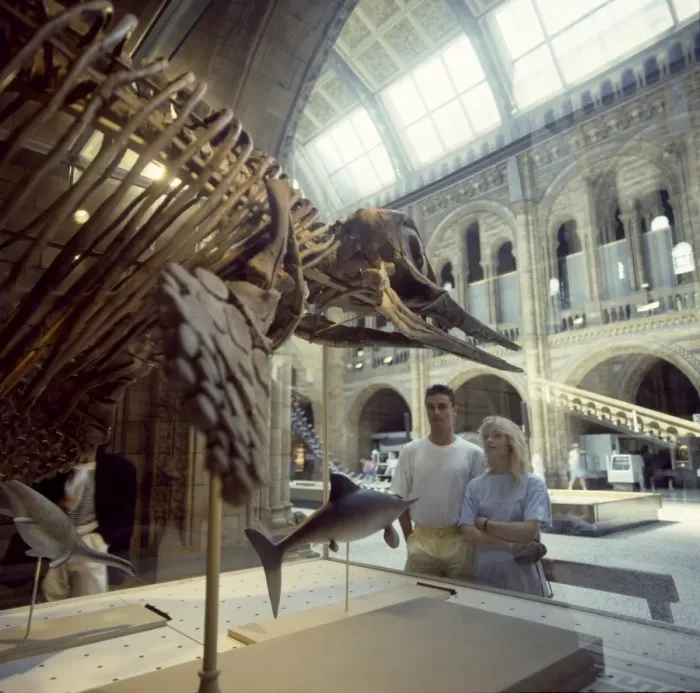 Framed Print : Visitors viewing an Opthalmosaurus Framed Print : Visitors viewing an Opthalmosaurus